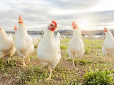 Brasil manterá protagonismo nas exportações de frango, com 8% de crescimento em 2023