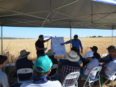 Cultivar da Embrapa para trigo safrinha no Cerrado é apresentada em Dia de Campo no DF