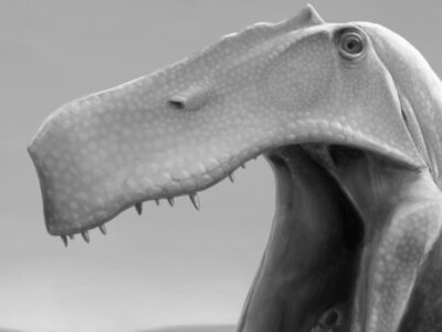 Cientistas pedem volta ao Brasil de fóssil de dinossauro contrabandeado para a Alemanha