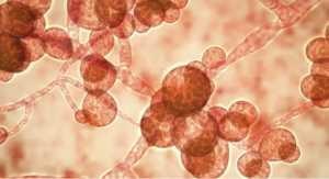 Superfungo: Ciêntistas avaliam causas do aumento de infecções; Saiba mais