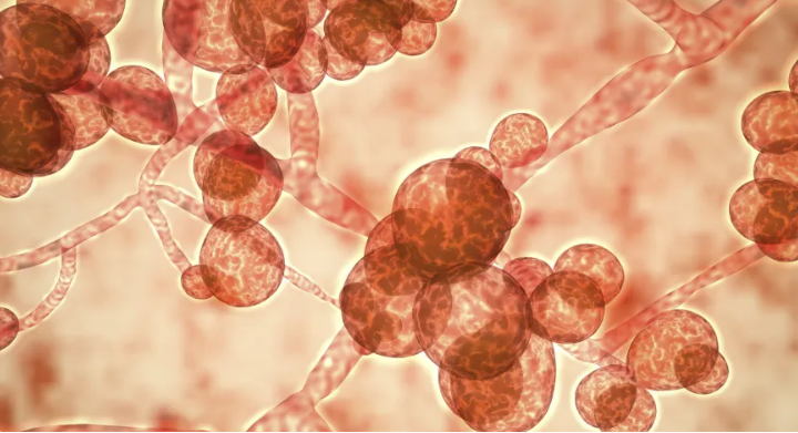 Superfungo: Ciêntistas avaliam causas do aumento de infecções; Saiba mais