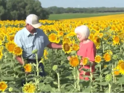 Agricultor faz surpresa e planta mais de 1 milhão de girassóis para mulher pelo aniversário de 50 anos de casamento;