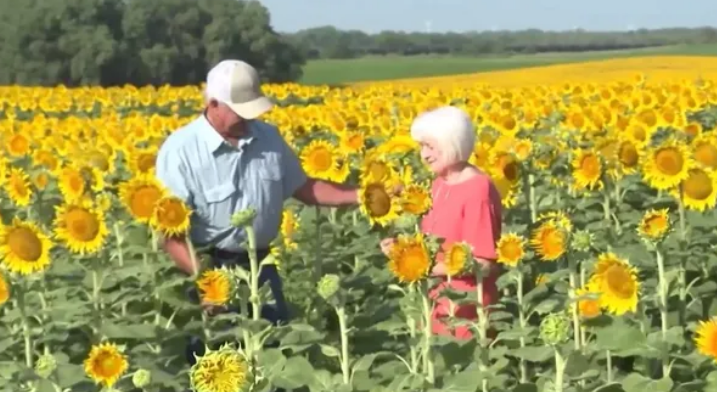 Agricultor faz surpresa e planta mais de 1 milhão de girassóis para mulher pelo aniversário de 50 anos de casamento;