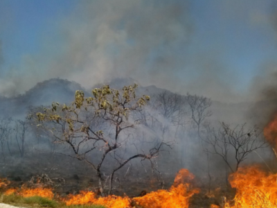 Alertas de desmatamento têm recorde no Cerrado