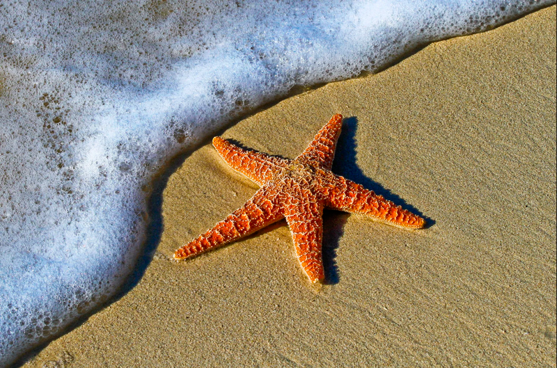 CRÔNICA: A ESTRELA DO MAR