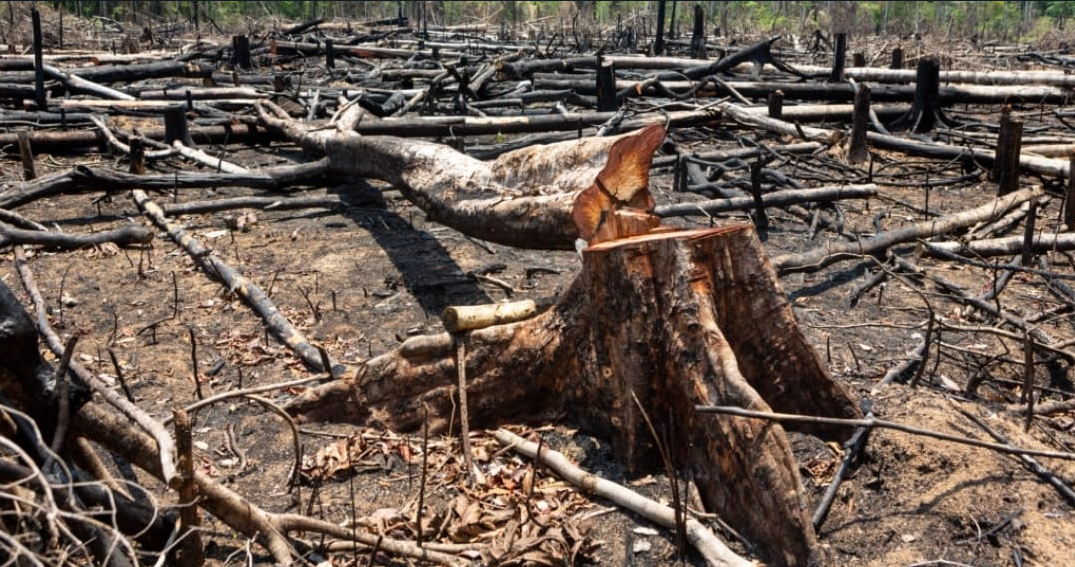 Amazônia: revelado quanto recebem ONGs. A farra com dinheiro que envolve até esquemão do PT. A Amazônia, que se dane! Faz o “L”