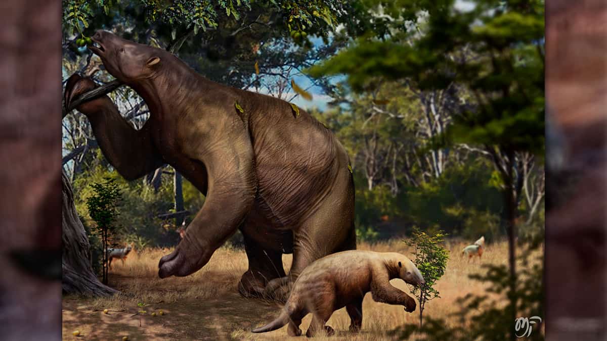 Vale recorre para explorar caverna de preguiça-gigante
