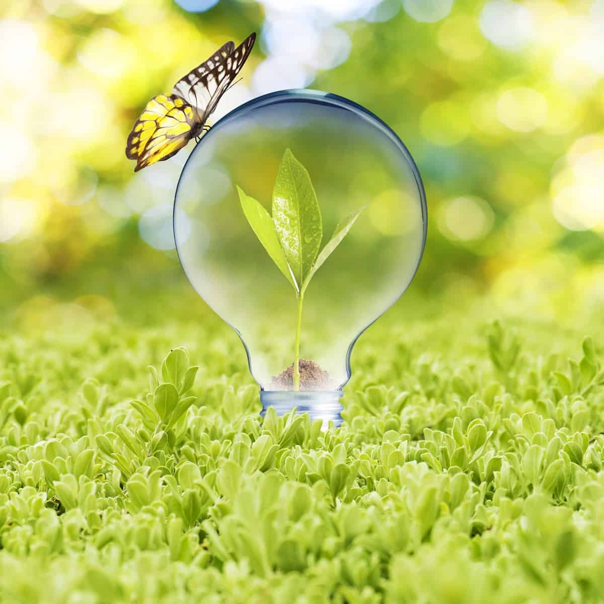 Descoberta revolucionária: nova forma de gerar energia inspirada no voo das borboletas