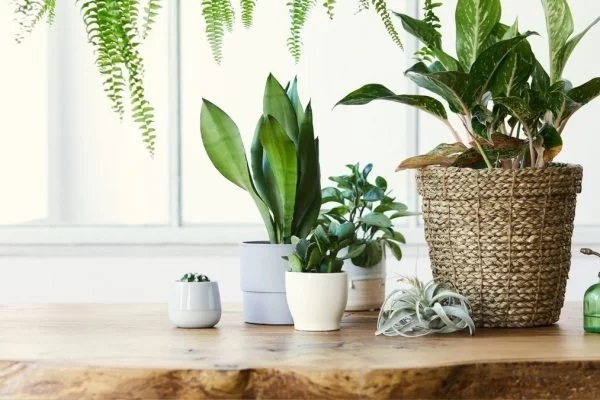 Sai, uruca! Conheça 5 plantas que protegem a casa e atraem boas energias