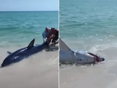 Banhistas resgatam tubarão furioso preso na areia de praia lotada; VEJA VÍDEO