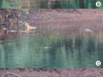 Crocodilos salvam cão de perseguição na Índia e intrigam cientistas