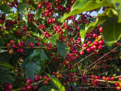 Saiba quais são as 100 cidades brasileiras mais ricas na produção agrícola