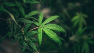 STJ autoriza que pacientes cultivem cannabis para fins medicinais