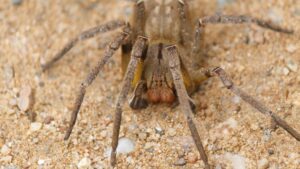 Molécula encontrada no veneno de aranha-armadeira funciona como Viagra