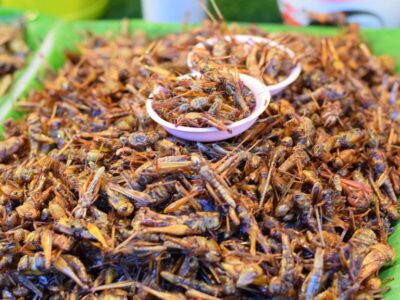 Comer insetos melhora o metabolismo e pode ajudar na perda de peso