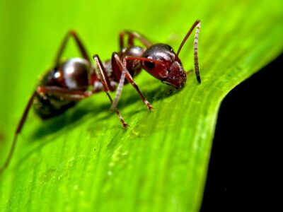 Como parasitas controlam cérebro de formigas e as torna zumbis?