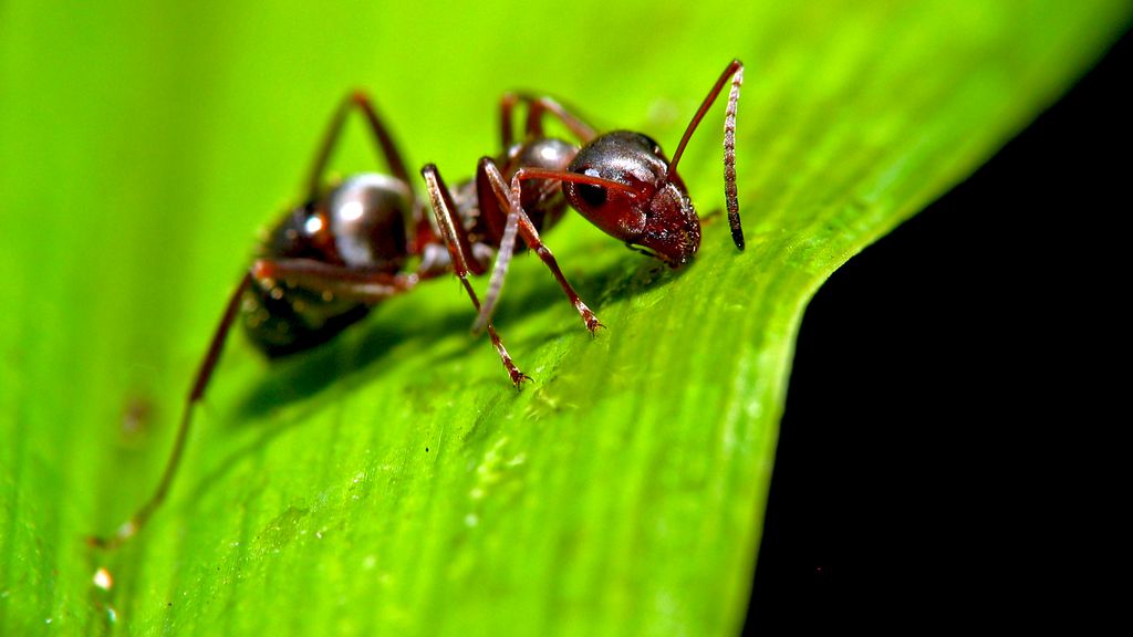 Como parasitas controlam cérebro de formigas e as torna zumbis?