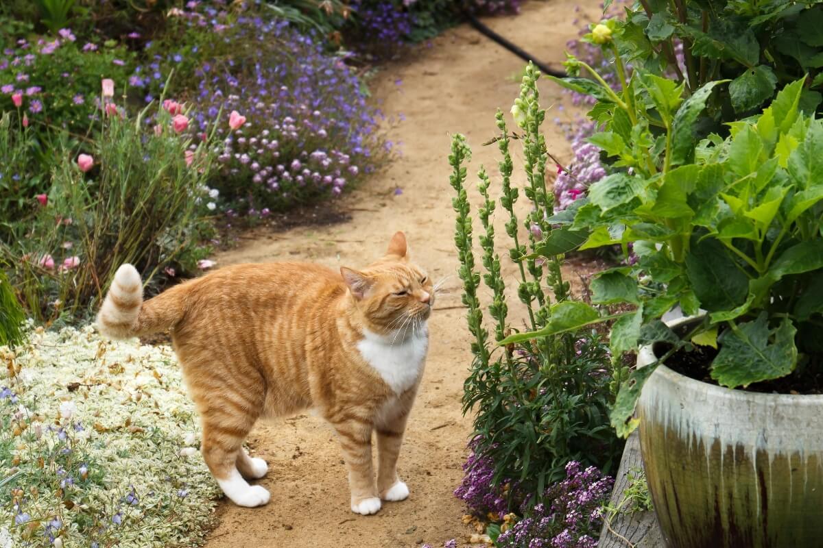 10 espécies de plantas tóxicas para os gatos