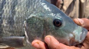 Tilápia se adaptou ao mar e está se espalhando pela costa brasileira, diz estudo