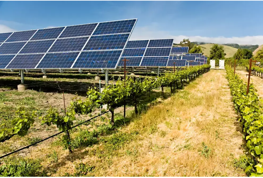 Agrovoltaico: conheça o sistema que gera energia e produz alimentos