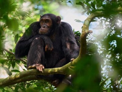Chimpanzés têm menopausa? Estudo sugere que sim; veja