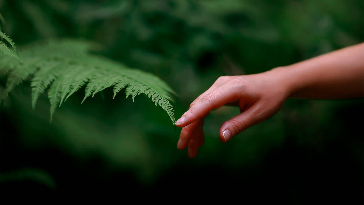 A natureza vai acabar? Esse professor pensa que sim; entenda