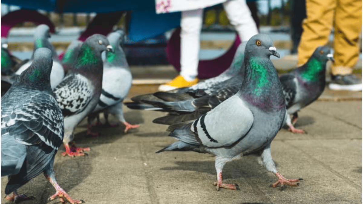 Pombos podem ser muito mais inteligentes do que se imaginava