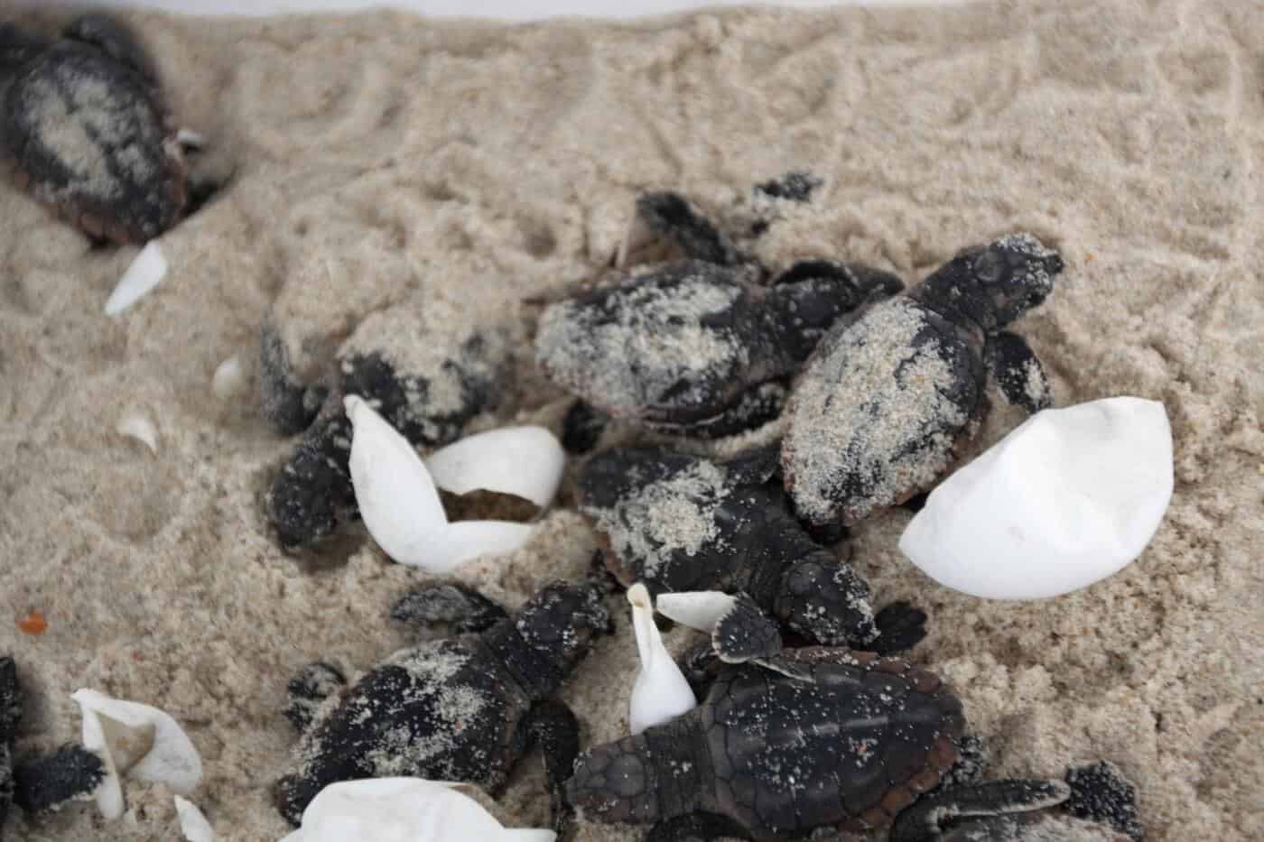 Com ajuda da NASA, nascimentos de tartarugas marinhas batem recorde na Flórida