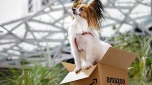 Amazon Pet? Empresa de Jeff Bezos considera ter veterinários por teleconsulta