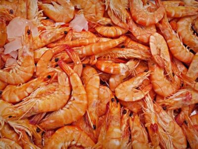 Município sem mar é o 2º maior produtor de camarão do Brasil
