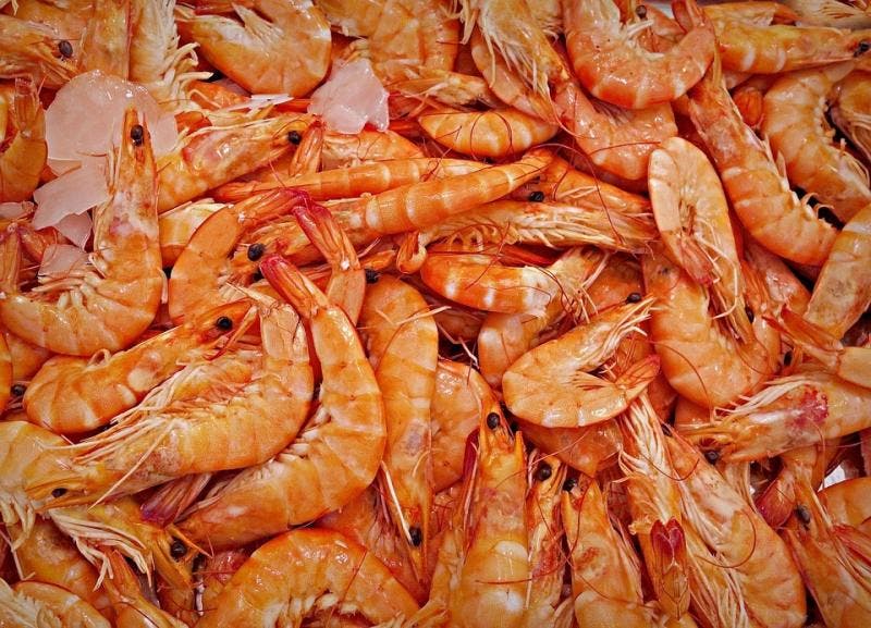 Município sem mar é o 2º maior produtor de camarão do Brasil
