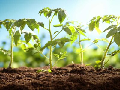 Plantas se comunicam entre si quando estão em perigo