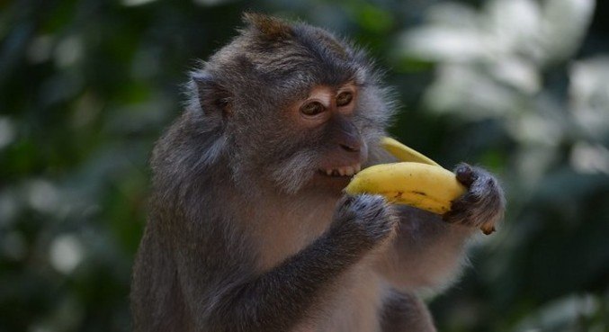 Dá pra tu?: Macacos em Bali aprenderam a roubar os celulares das pessoas e negociá-los por comida