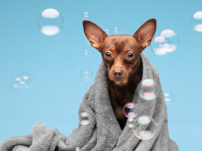 Banhos excessivos no calor fazem mal para a pele dos cães?