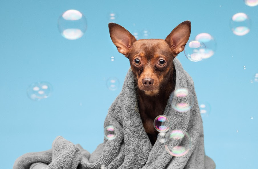 Banhos excessivos no calor fazem mal para a pele dos cães?