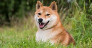 Não adoecem fácil: 10 raças de cachorros que dão prejuízo aos veterinários