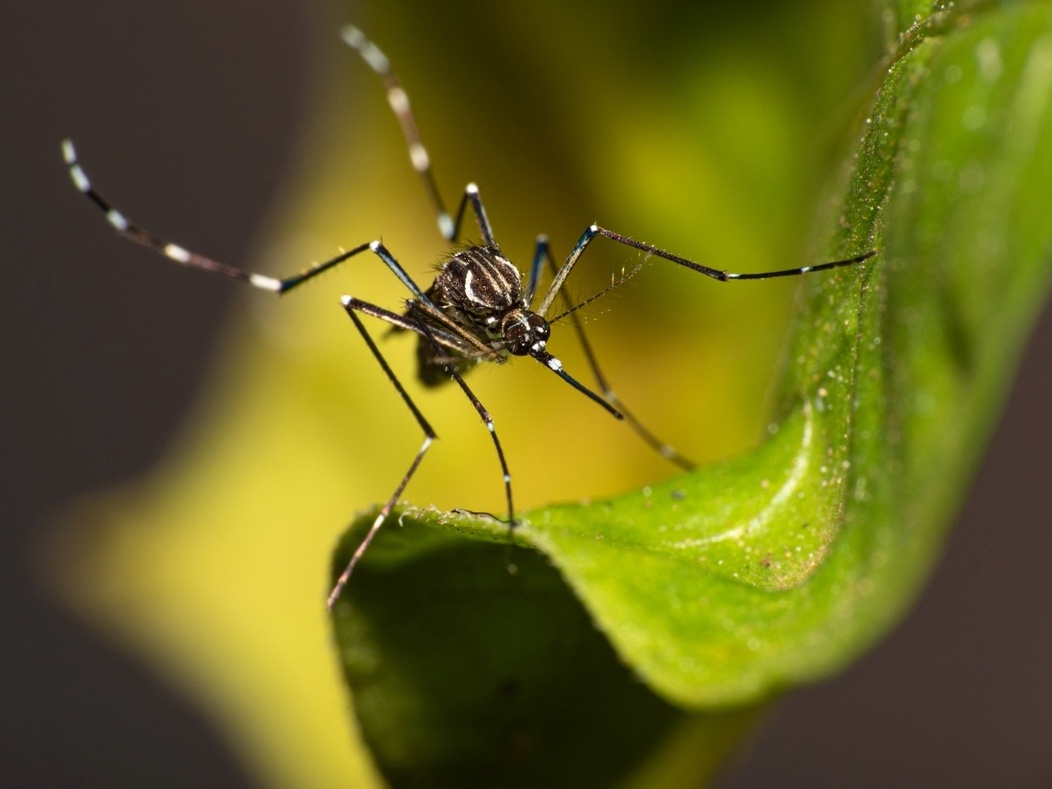 Fungos da Amazônia podem ser usados no combate à dengue; entenda