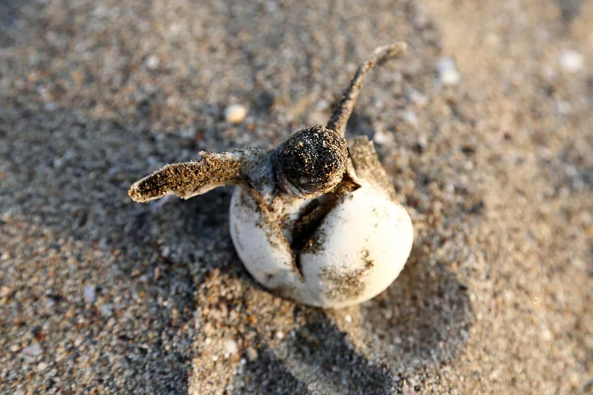 Nascem cada vez menos tartarugas marinhas machos; estudo aponta motivos