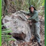 Fóssil de árvore que viveu antes dos dinossauros é encontrado no Brasil
