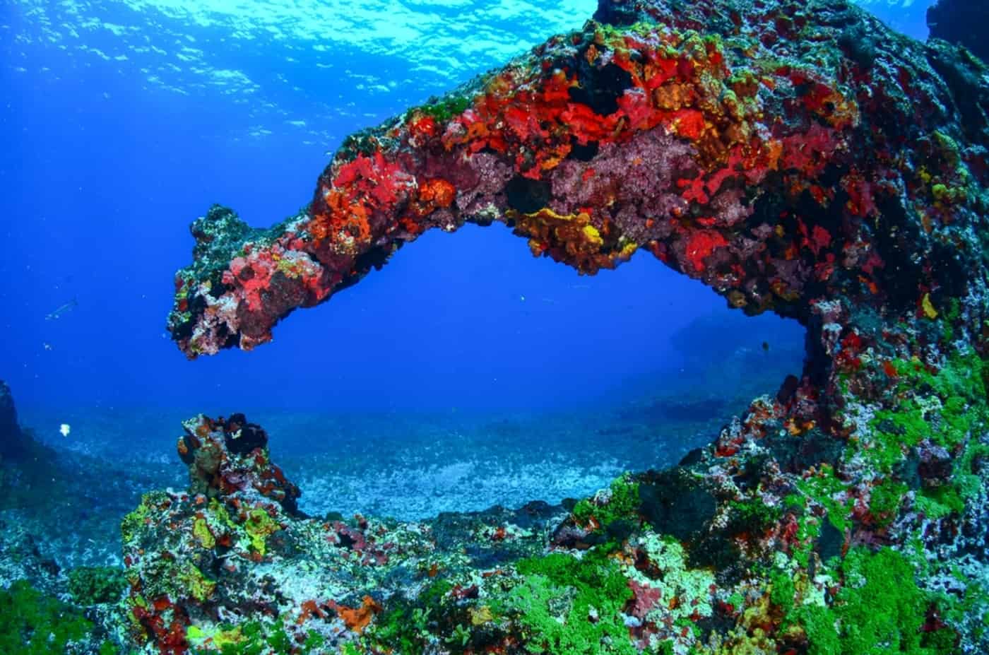 Plástico ameaça recifes de corais de Fernando de Noronha