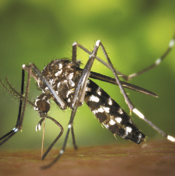 Profissionais de saúde alertam para risco de epidemia da dengue tipo 3; Saiba mais