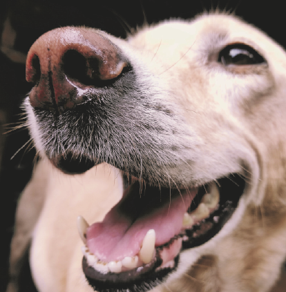 Medicamento que prolonga a vida de cachorros está cada vez mais próximo da realidade;