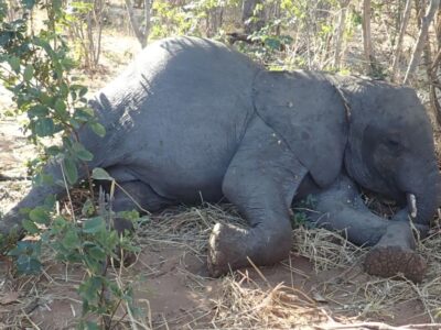 Causa da morte de mais de 350 elefantes africanos é revelada