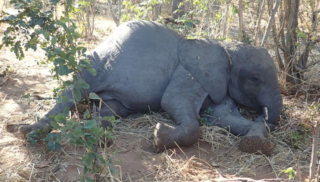 Causa da morte de mais de 350 elefantes africanos é revelada