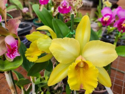 Exposição de Orquídeas, Artesanatos, Suculentas e Rosas do Deserto acontece de amanhã a domingo