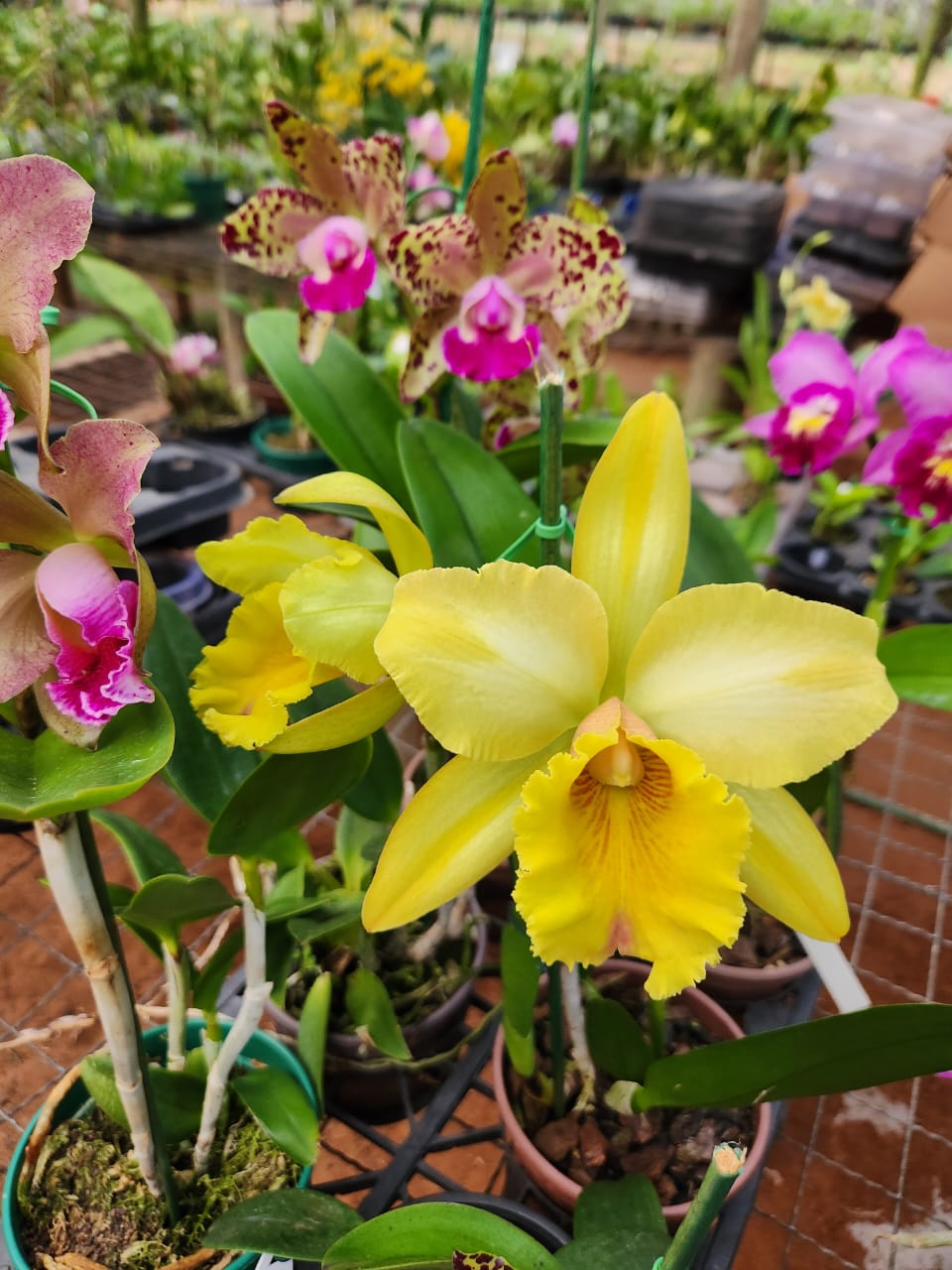 Exposição de Orquídeas, Artesanatos, Suculentas e Rosas do Deserto acontece de amanhã a domingo