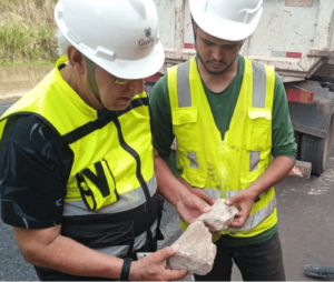 Fóssil de dinossauro é encontrado durante obras em rodovia de Minas Gerais