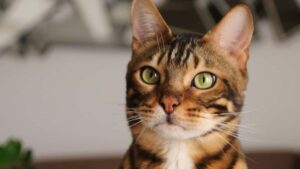 Expressões e sons dos gatos traduzidos com IA