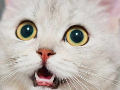 Gatos podem ter quase 300 expressões faciais