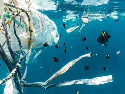 Novo plástico biodegradável pode ser comido por animais marinhos